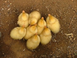 duck circle huddle