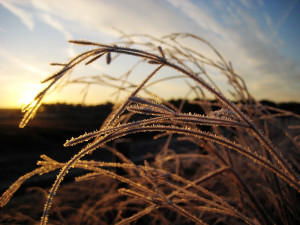 wheat sun